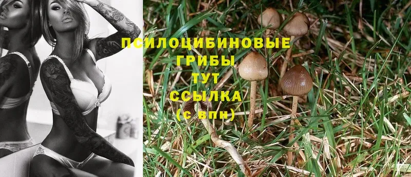 даркнет сайт  Егорьевск  Псилоцибиновые грибы Cubensis 